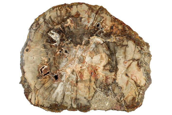 Colorful, Petrified Wood (Araucaria) Round - Madagascar #304802